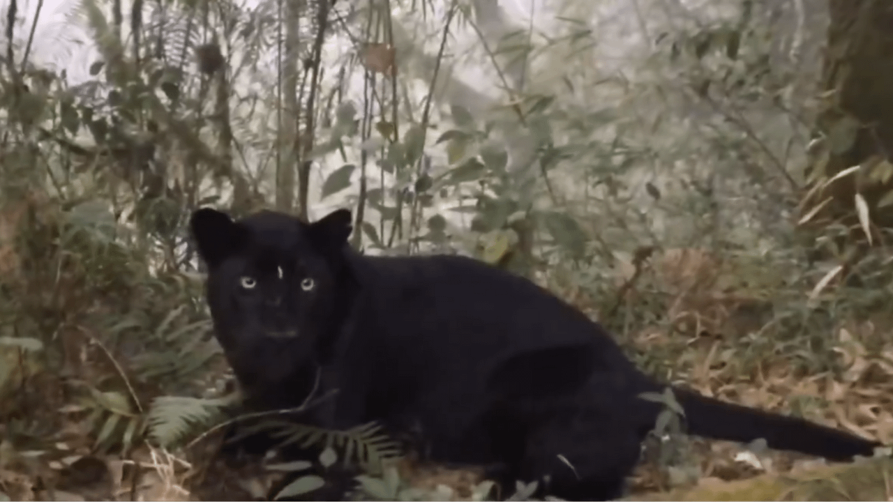 Glimpse of Bagheera: IFS officer shares video of rare black panther in Bengal