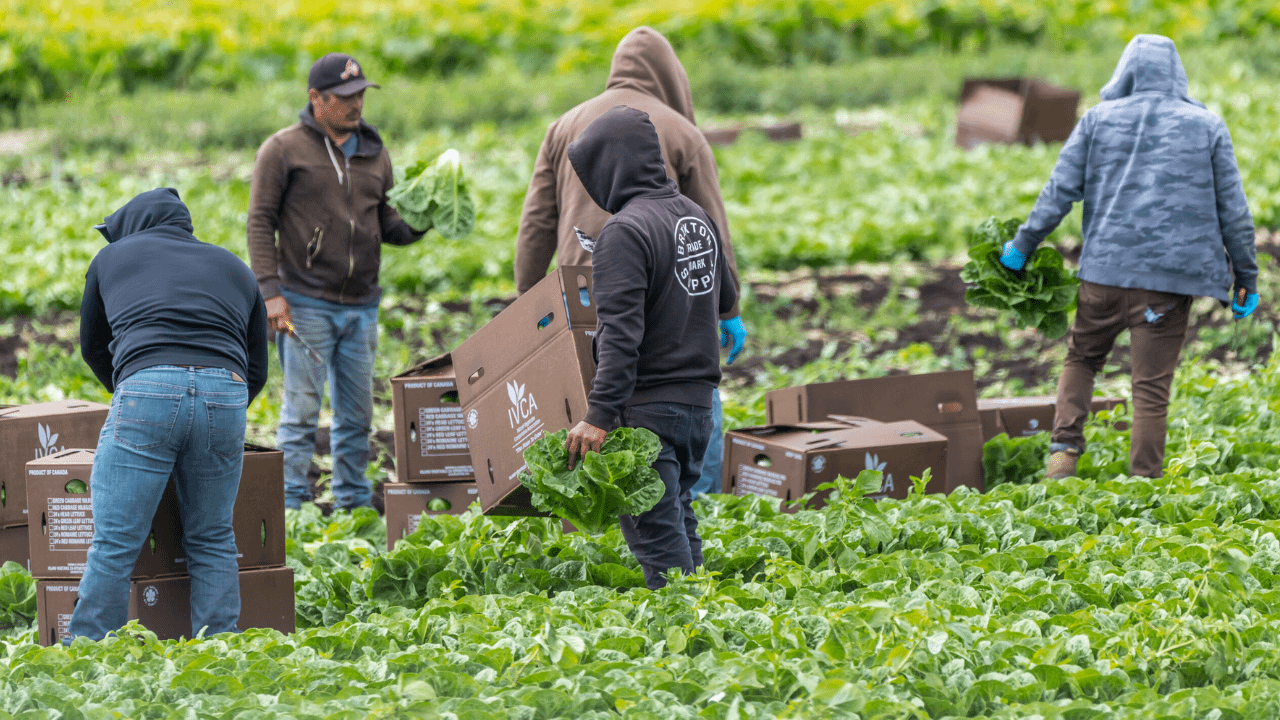 Abuse is systemic in Canada’s Temporary Foreign Worker Programme: Amnesty report
