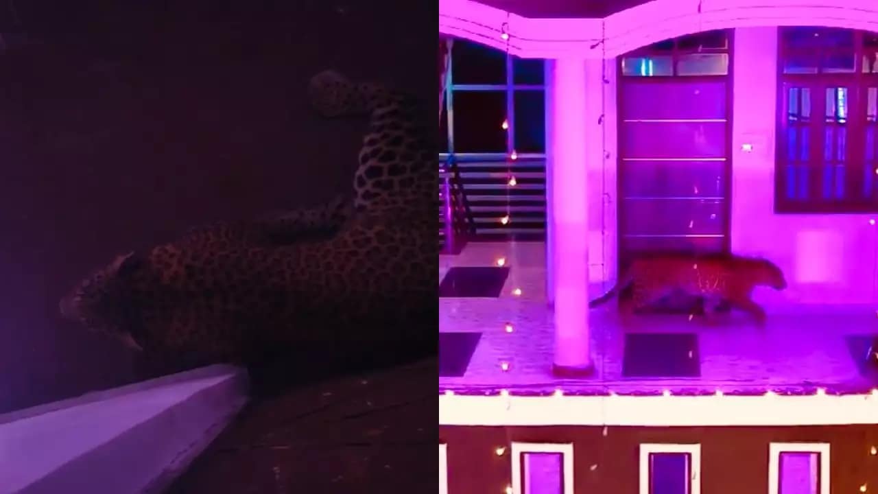 Lucknow wedding turns wild as leopard stuns guests, foresters save the day