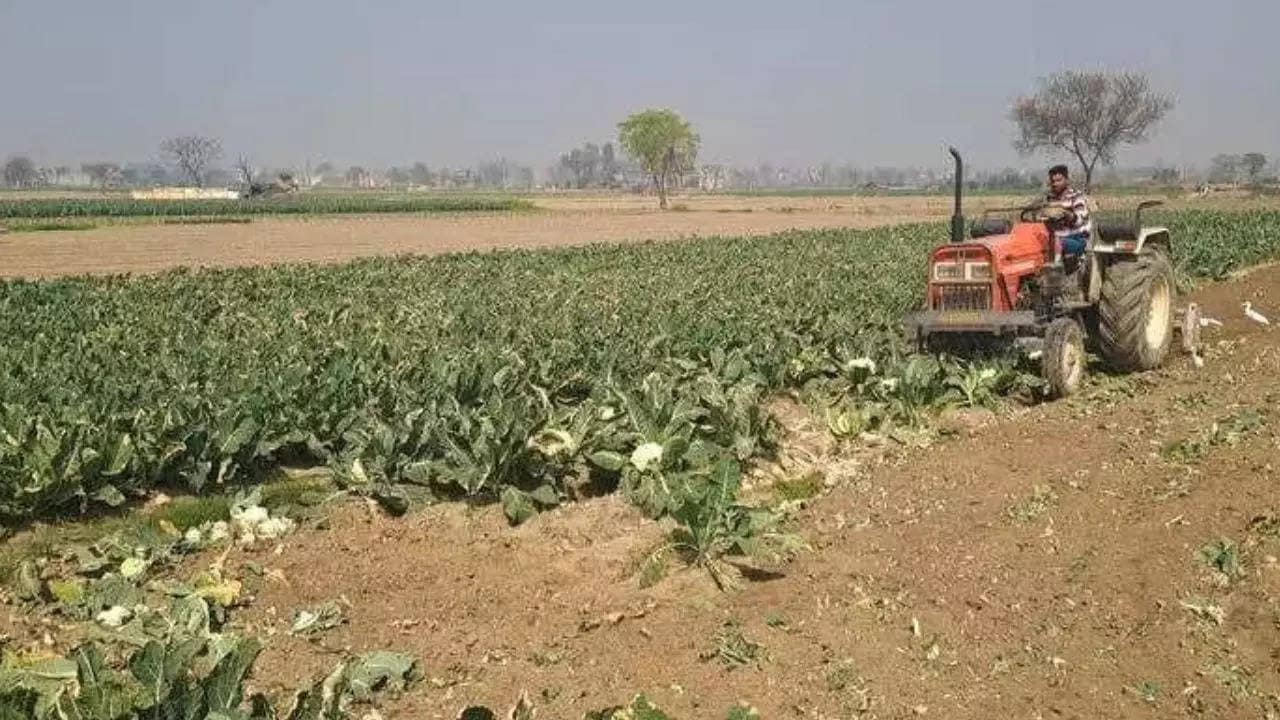 Cauliflower selling at Rs 1/kg, upset farmers run tractors over standing crops