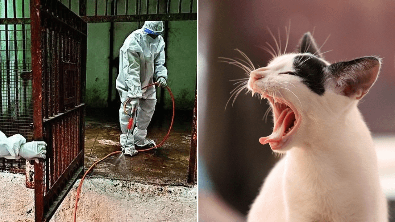 In a first in India, bird flu detected in domestic cats