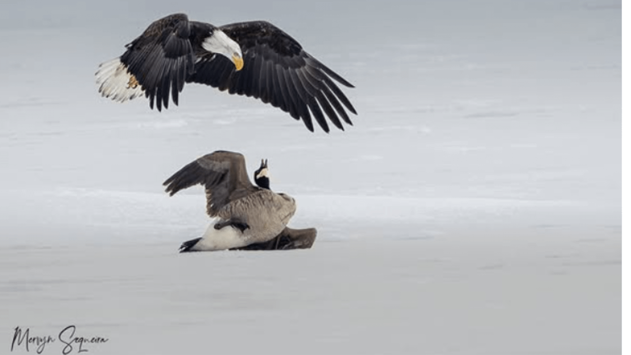 American Bald eagle vs Canada Goose: ‘Symbolic’ wildlife clash captured