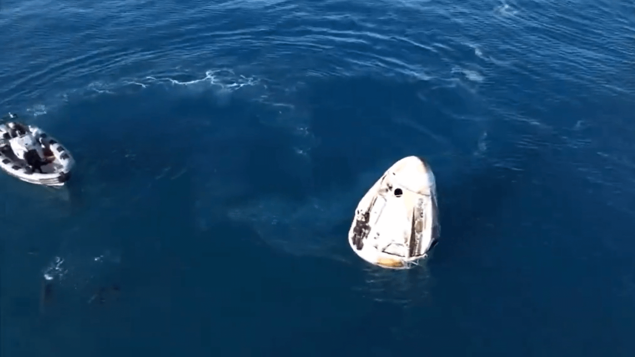 Dolphins welcome Sunita William back on Earth – Video