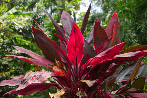 Benefits of Keeping The Cordyline Plant Family In Your Home