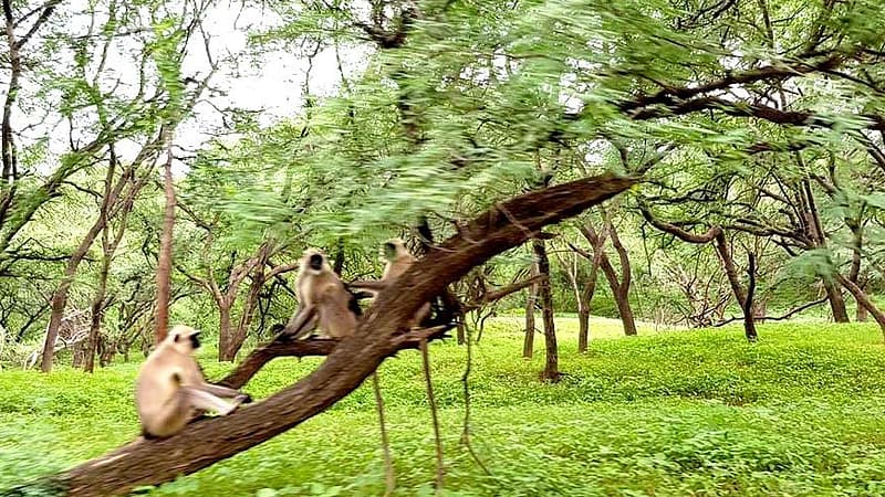 Rajasthan’s Leopard Safari Parks
