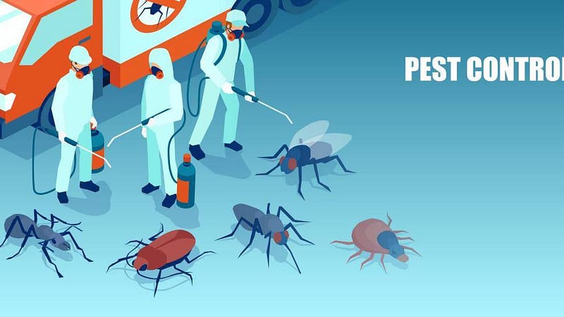 Professional Pest Control Services: When to Call for Help