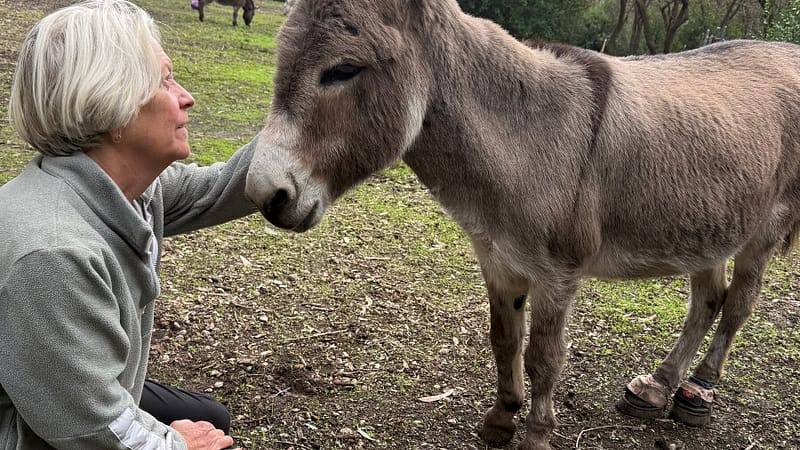 Perry the Donkey, Model for ‘Shrek,’ Dies at 30