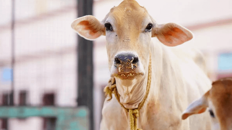 IIT Madras chief’s praise for cow urine draws criticism – video