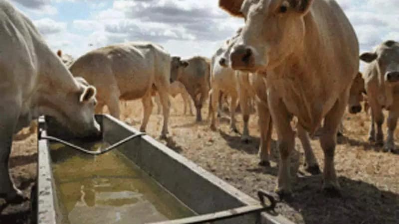 Pregnant cow dismembered in Karnataka, fetus killed in 3rd case of cruelty