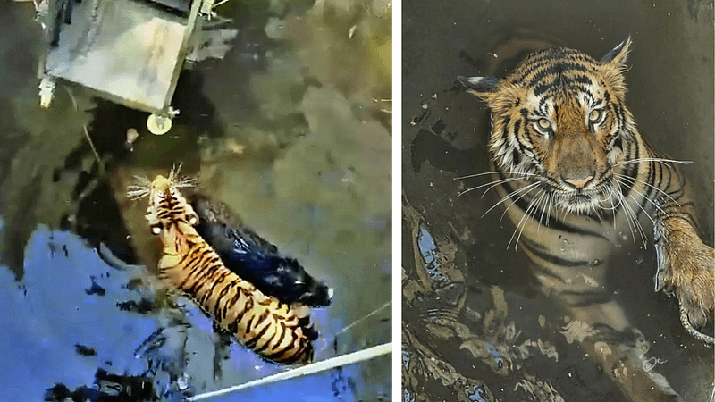 Tigress in ‘boar’ well: Prey and hunter’s joint survival tale