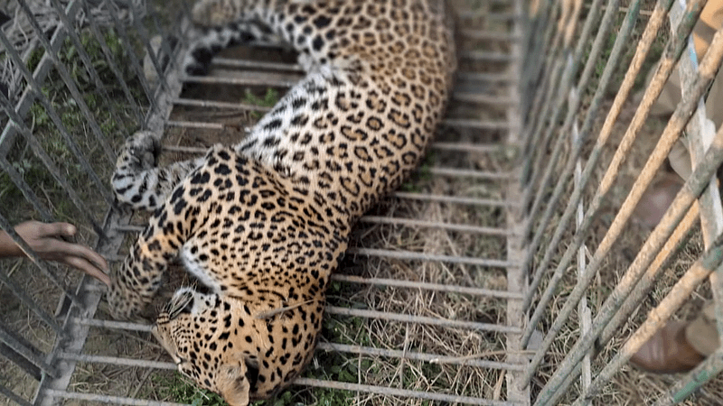 Caught in wire trap laid by poachers, leopard dies of starvation in Maharashtra