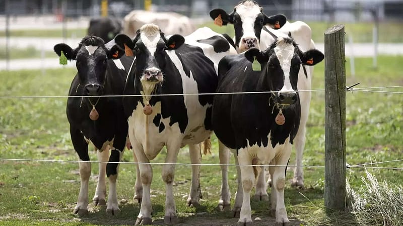 Is US bird flu outbreak in cattle a global risk to humans?