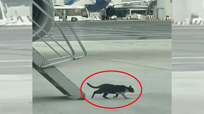 Cat-astrophe at 30,000 feet: Stowaway kitten grounds flight for 2 days