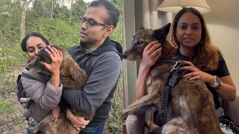 Rs 50k reward, 100 CCTVs, drones: 3-month search for lost dog ends near Taj Mahal