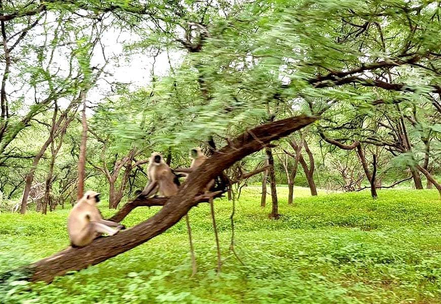 Rajasthan’s Leopard Safari Parks