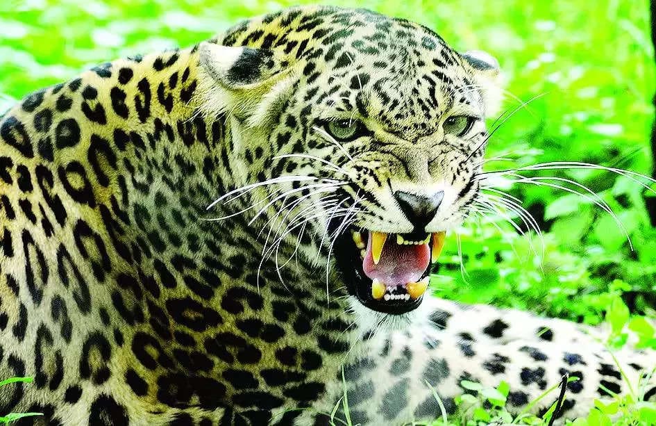 After wolves, now leopard terrorises UP’s Bahraich